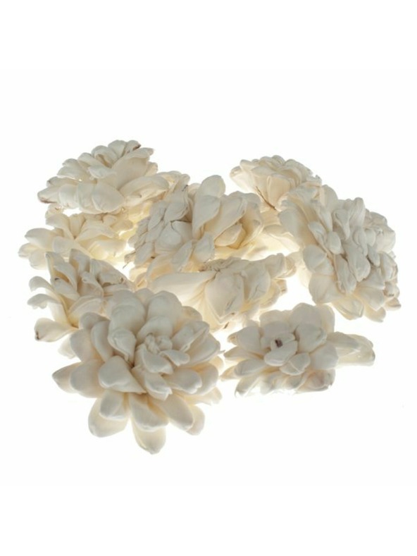 Casa de Engel Szárított krizantém - 12 db-os szett, 0/40