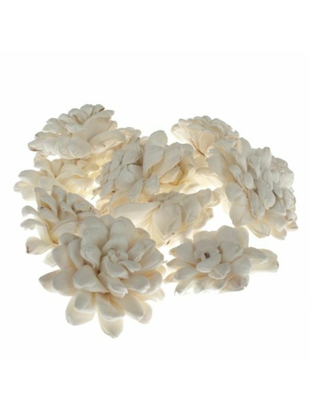 Casa de Engel Szárított krizantém - 12 db-os szett, 0/40