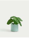 Marks & Spencer Marks & Spencer Pilea mesterséges mini cserep