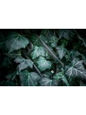 Tactical Tactical Quantum Stealth Tok Apple iPhone 13 mini számára Clear/Black